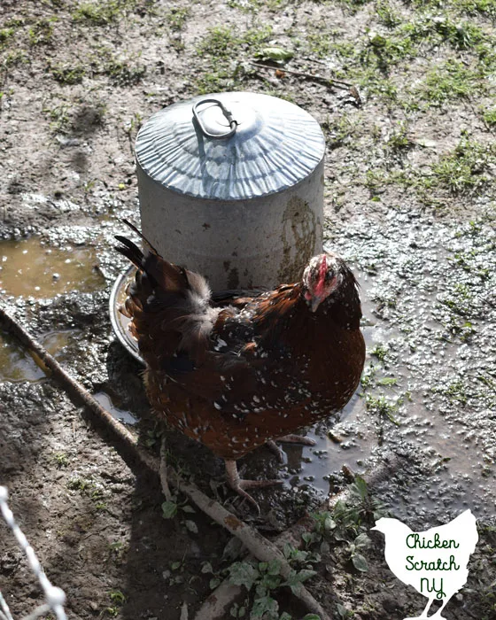 How to Care for Chickens in Cold Weather - PetHelpful