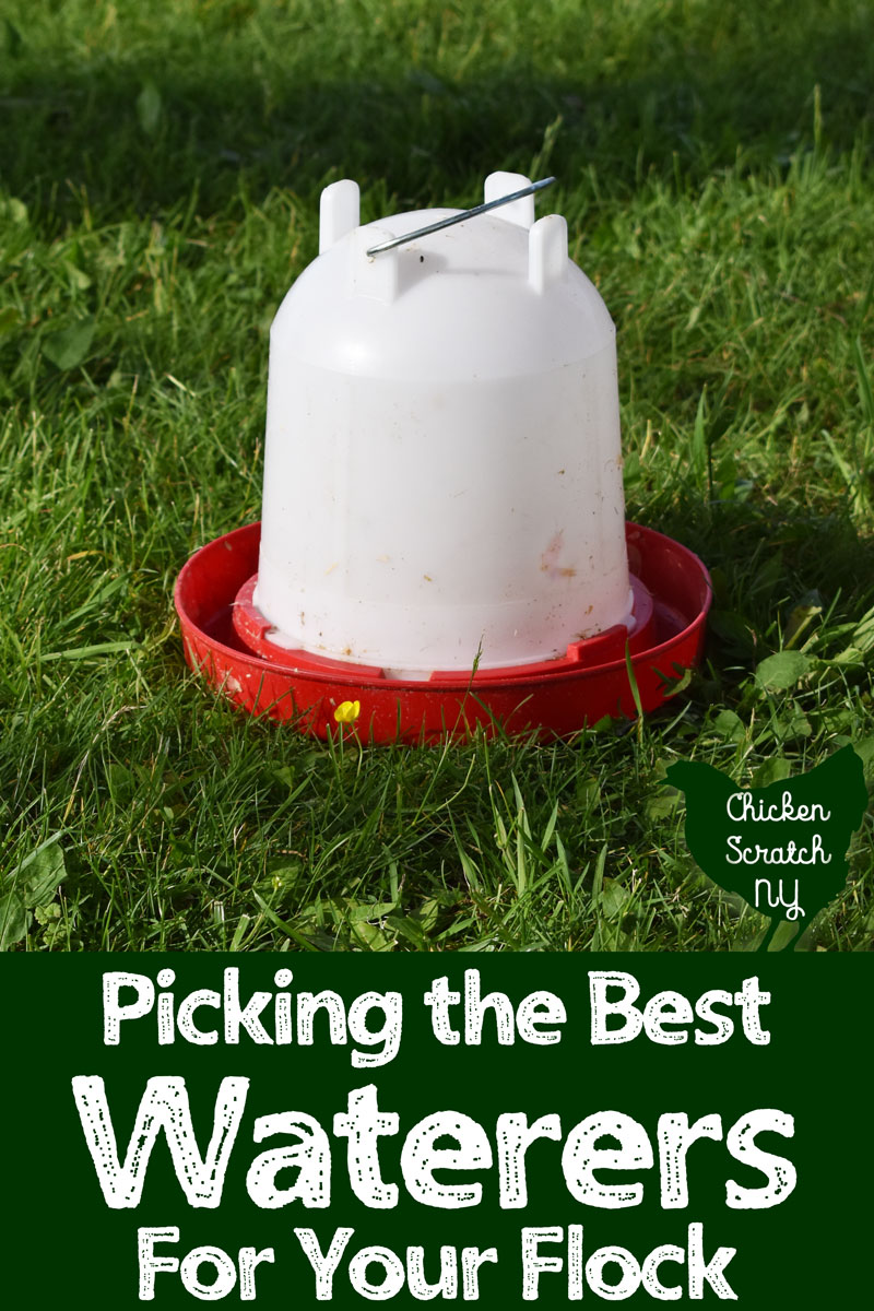 Best Automatic Chicken Waterers: What's Best For Your Flock - The