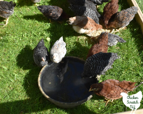 How to Care for Chickens in Cold Weather - PetHelpful