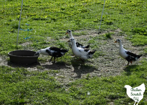 ancona ducklings drinking from black rubber bowl