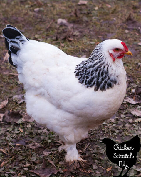 Black And White Chickens With Feathered Feet