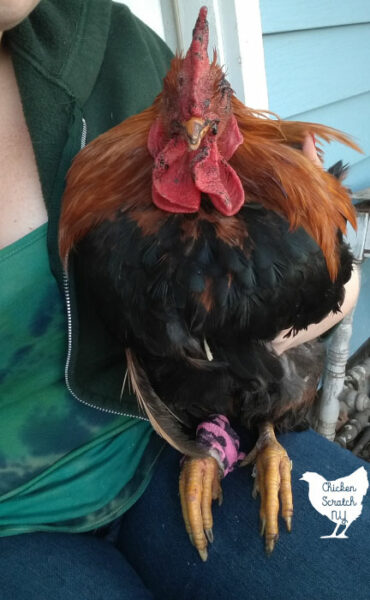 rooster recovering from getting hit by a car