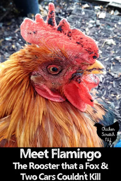 DIY Blue Kote For Chicken Wounds - My Homestead Life