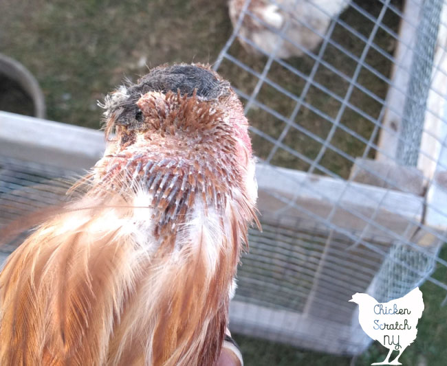 Chicken Wound Recovery