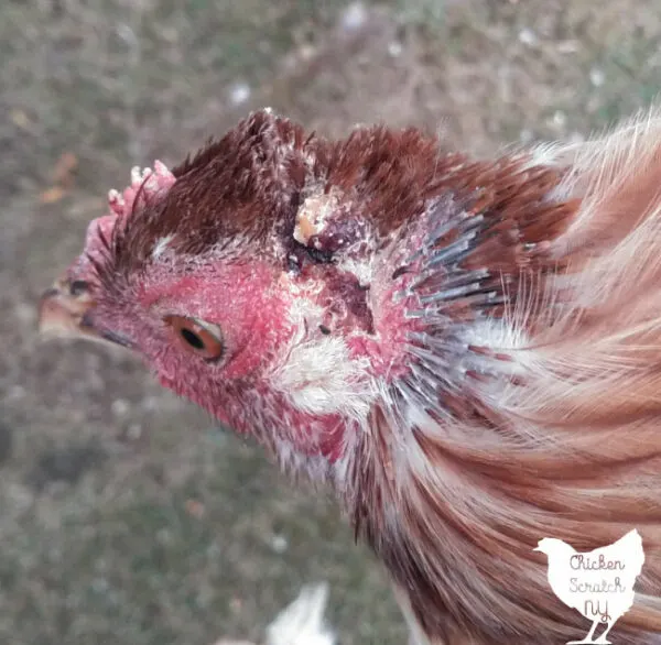 Wing feathers plumage rooster chicken fowl bird left side isolated