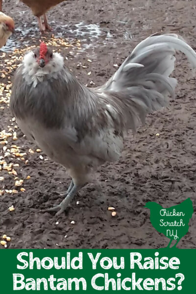 identify bantams