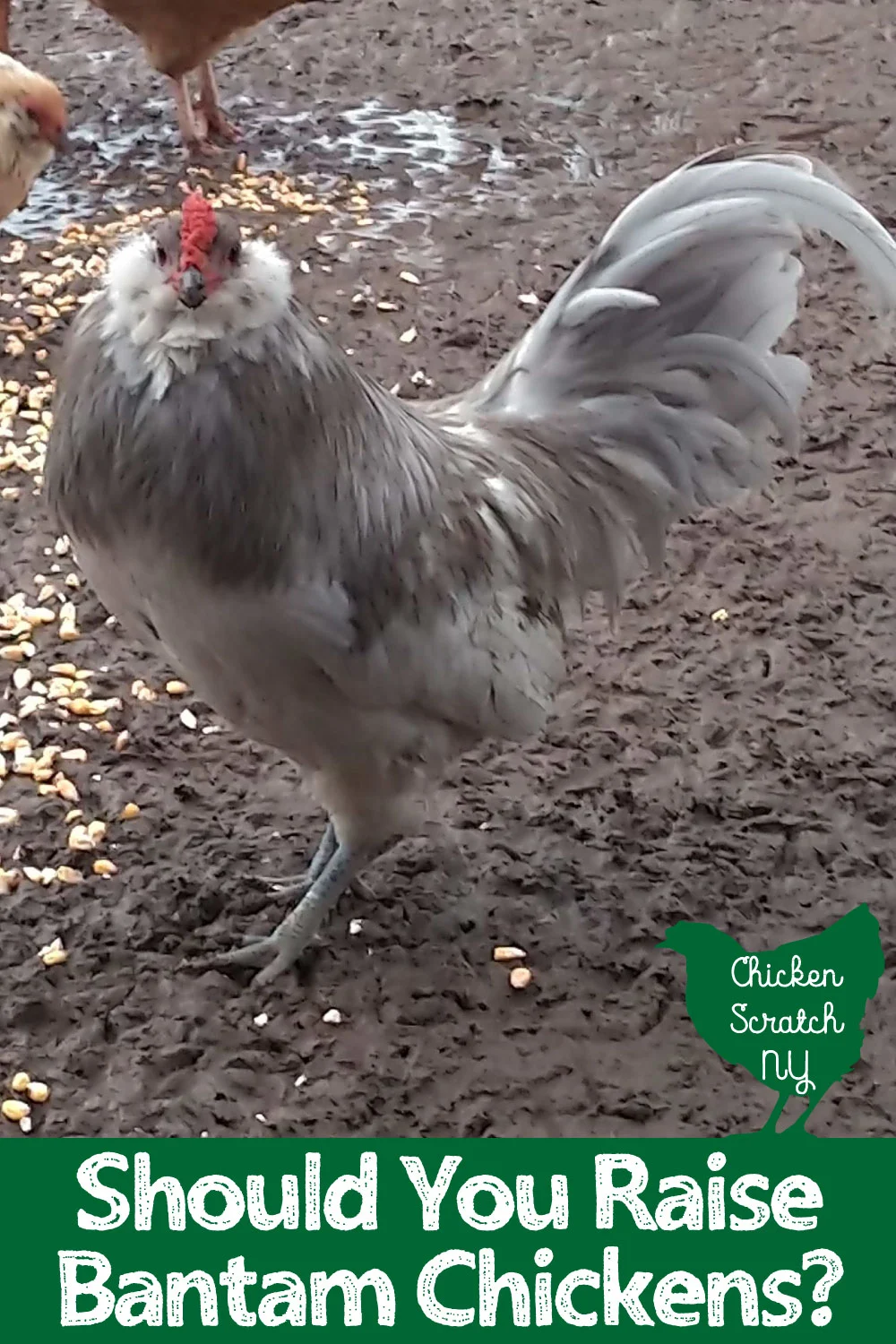 lavender grey bantam easter egger rooster
