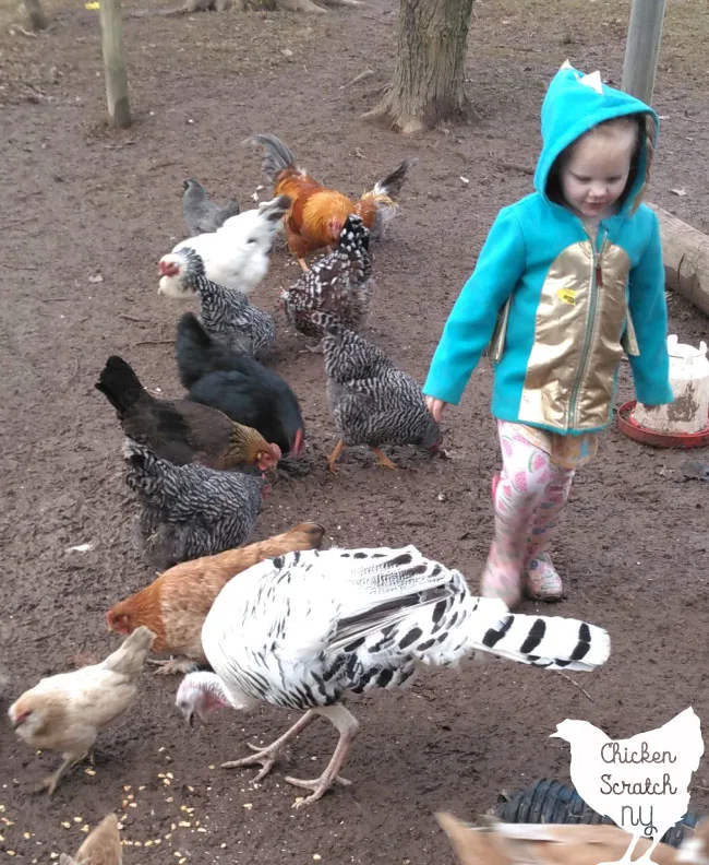 little girl walking through flock of chickens and a turkey hen