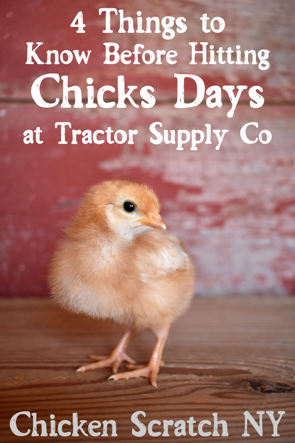 When Does Tractor Supply Get Chicks?  