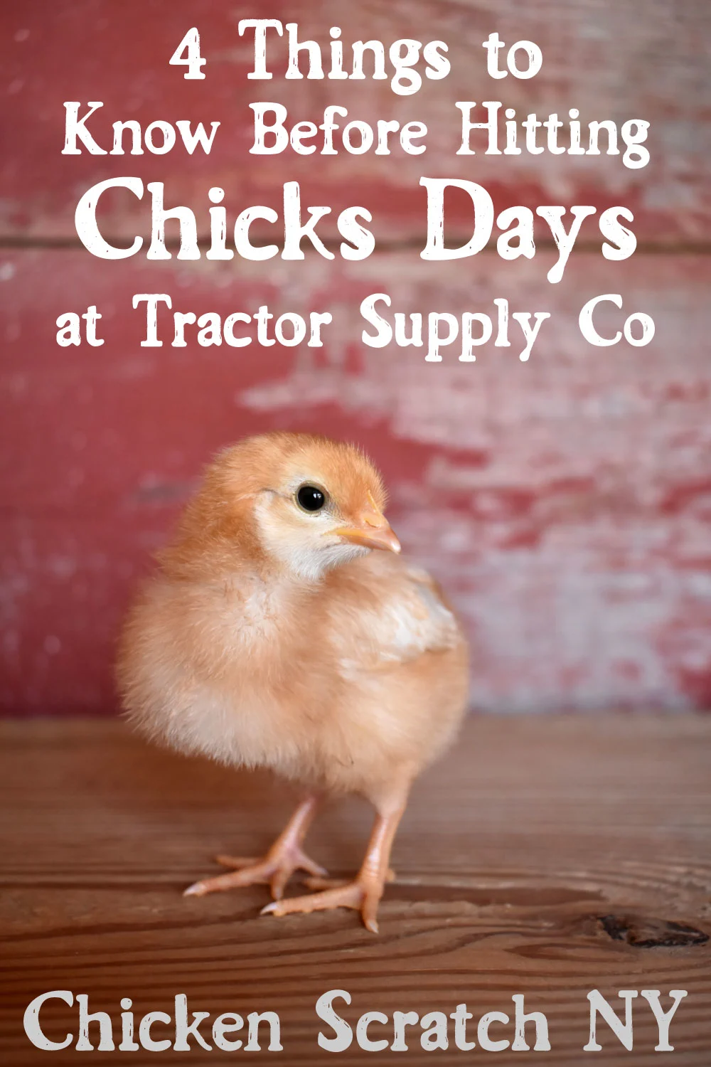 Tractor Supply Chickens & Ducks Breed Information