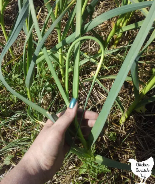 garlic scapes 