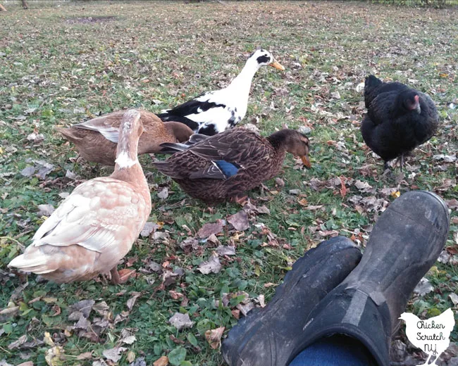 Deep Litter - The Best Method For A Duck And Chicken Run - Life Is Just  Ducky