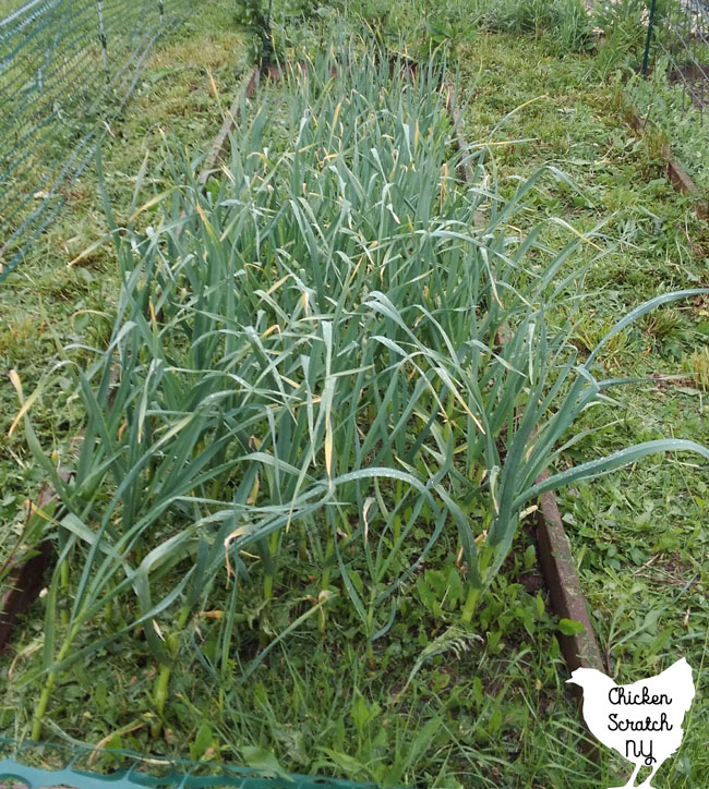 garden bed filled with hardneck garlic