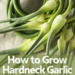 garlic scapes on a table, how to grow hardneck garlic
