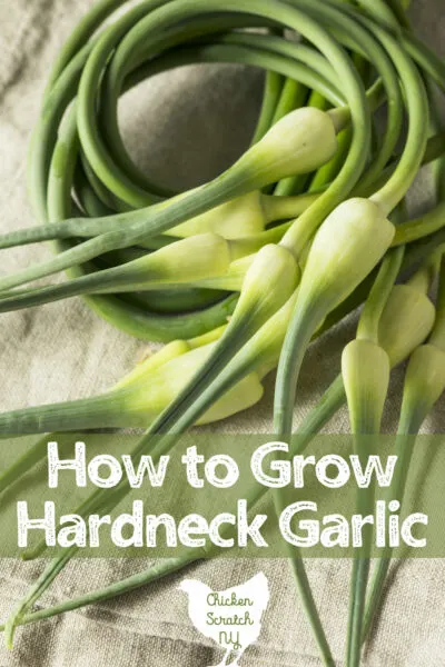 garlic scapes on a table, how to grow hardneck garlic