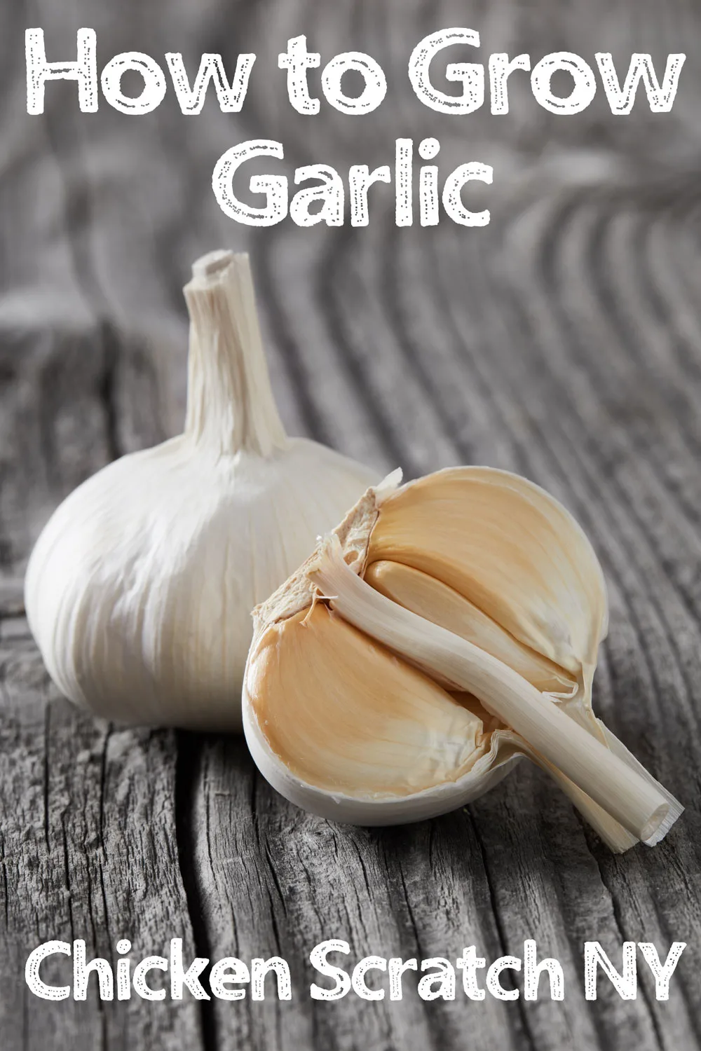 hardneck garlic bulb