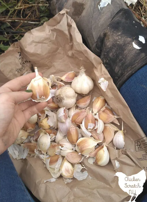 large cloves of hardneck garlic