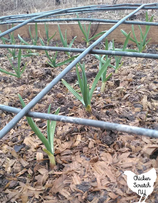 garlic growing up in the spring
