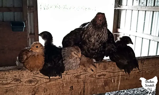 bantam EE chicken with six young chicks that are almost her size on a roost