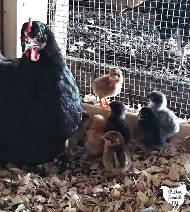 black copper marans hen with chicks in a pen