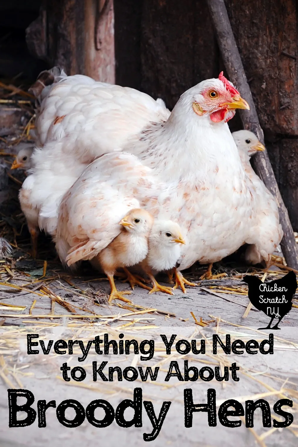 3 Ways to Brood Guinea Fowl and 1 Way Not To - Poultry Producer