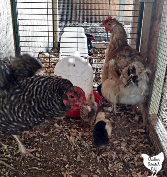 three mama hens with babies in a pen