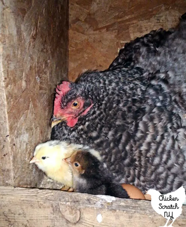 barred rock broody hen in a nest box with two day old chicks