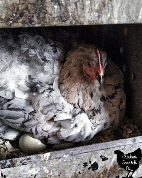 broody splash cochin sitting on eggs in a metal nest box filled with wooden shavings 
