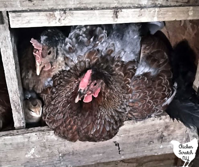 blue laced red wyandotte hen in a nest with another hen sitting on a chick