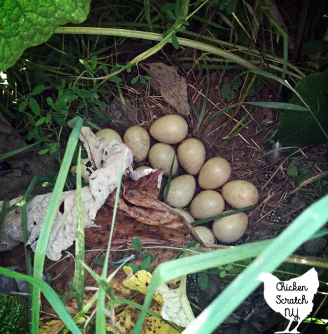 guinea fowl nest hidden in burdocks in the garden