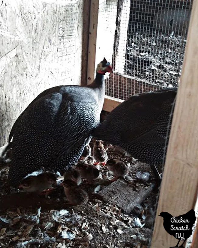 two adult guinea fowl with 15 keets