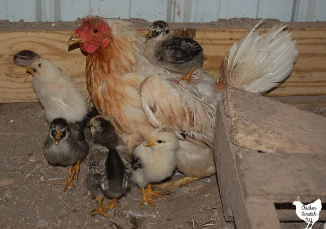 frazzled looking hen with several baby chicks all over her