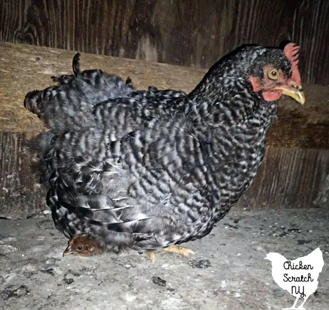 chicken standing with a small chick sticking out of it's feathers 