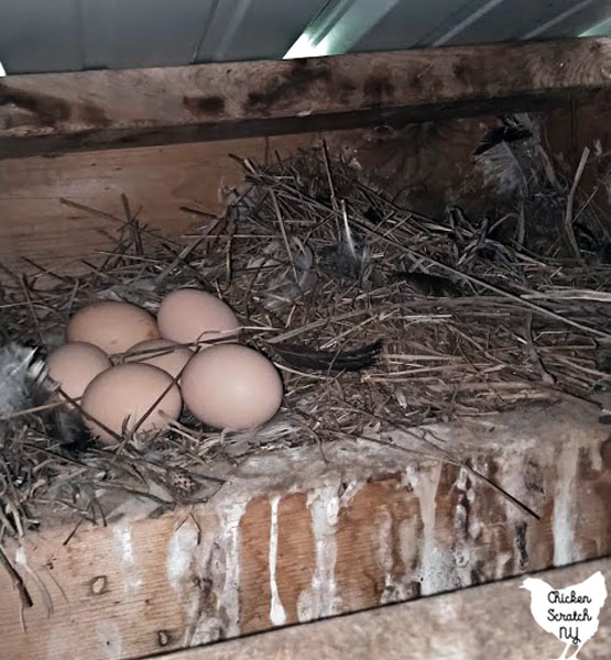chicken nest hidden in the rafters