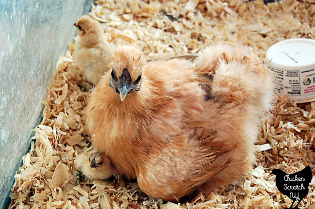 buff silkie broody hen with 2 tiny buff chicks