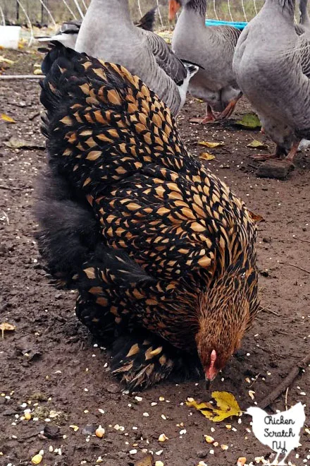 fluffy gold laced cochin hen standing on dirt ground with geese in the background