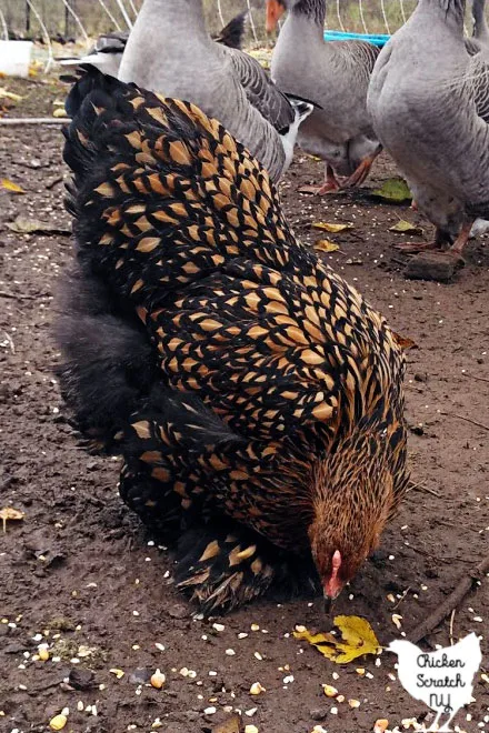 Giant Chicken Brahma Standing On Ground In Farm Area Stock Photo