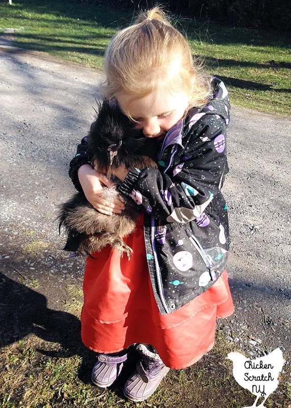 small blonde girl hugging small black silkie rooster