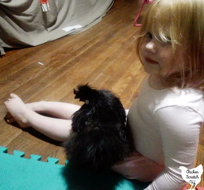 little blonde girl with a small black silkie rooster on her lap