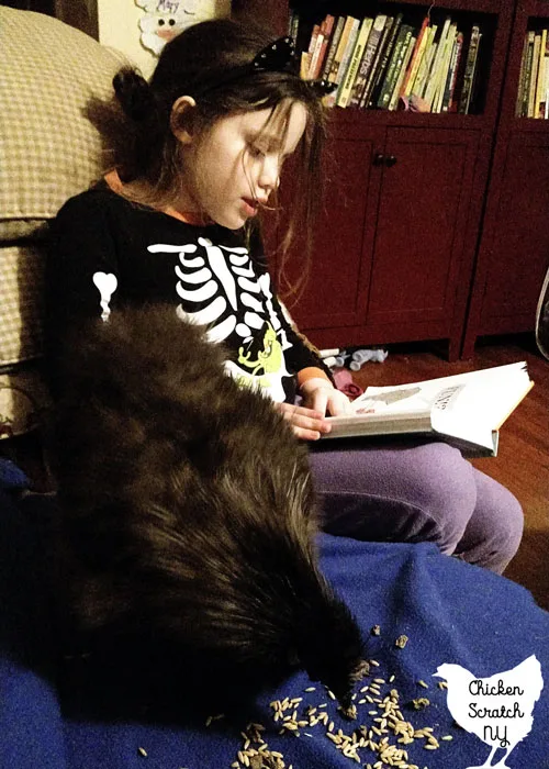 young girl reading a book with a black silkie rooster eating snacks on a blue blanket