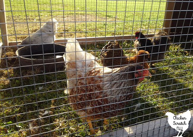 four pet chickens in a pen, one blue laced red wyandotte, three silkies