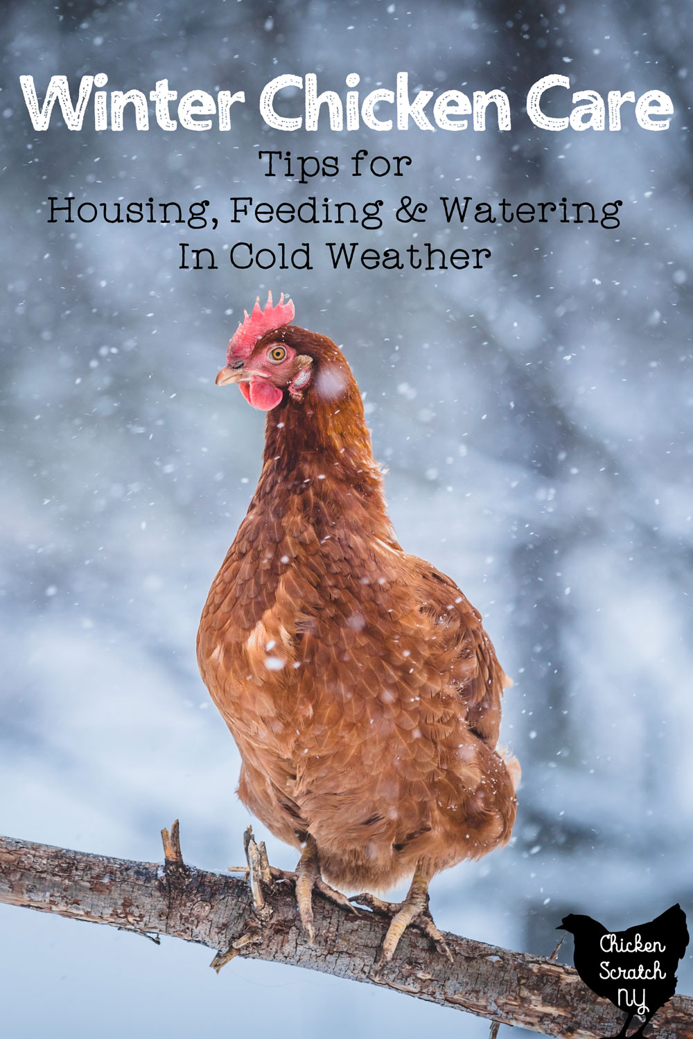 brown chicken on a stick with a snowy background with text overlay "winter chicken care Tips for housing, feeding and watering in cold weather"