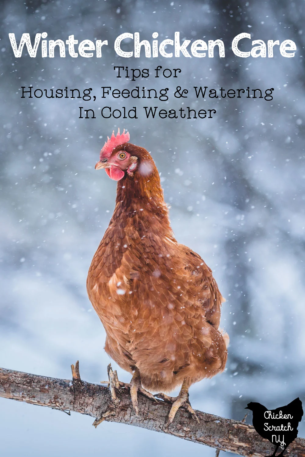 Top tips for raising chickens in cold weather