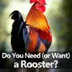 rooster standing looking back over his shoulder over his shoulder with text overlay do you need or want a rooster