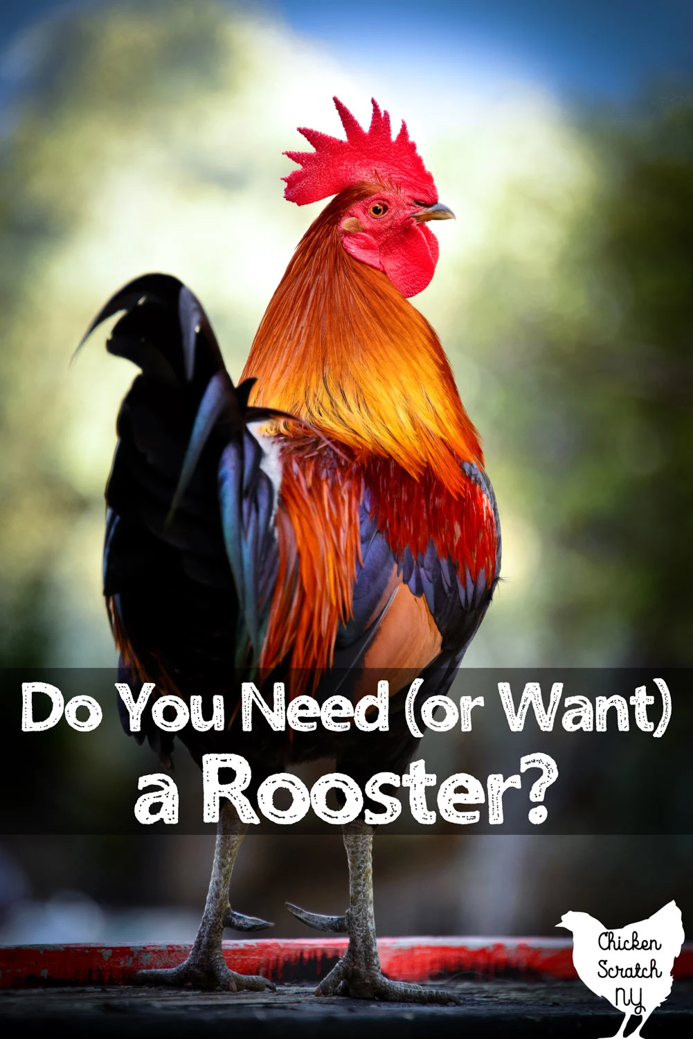 rooster standing looking back over his shoulder over his shoulder with text overlay do you need or want a rooster