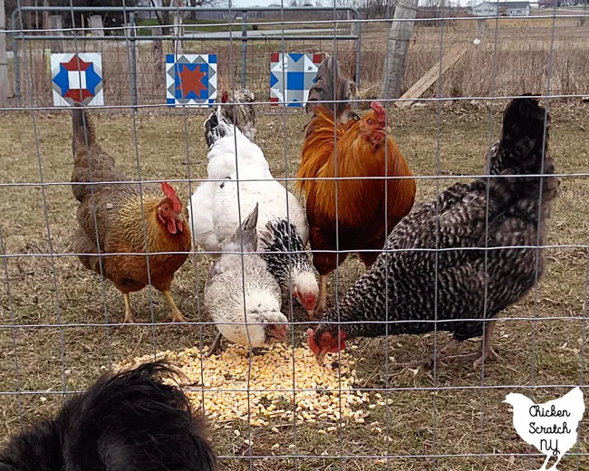 rooster with four hens eating pile of corn behind a fence