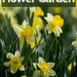 field of daffodils with text overlay Flower Garden