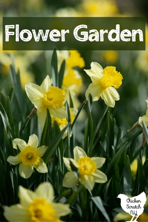 field of daffodils with text overlay Flower Garden