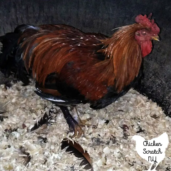 DIY Blue Kote For Chicken Wounds - My Homestead Life