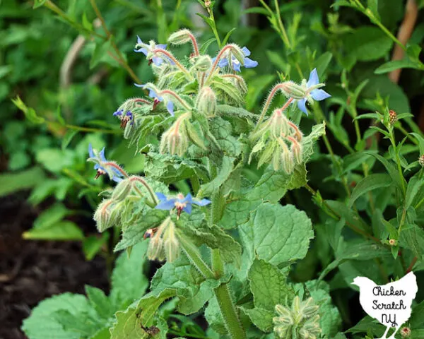 borage flowers in the garden